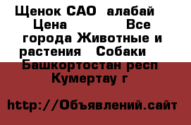 Щенок САО (алабай) › Цена ­ 10 000 - Все города Животные и растения » Собаки   . Башкортостан респ.,Кумертау г.